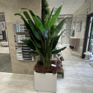 Tropical Palm in White Square Planter
