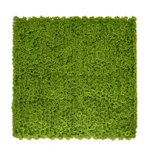 Moss 1m x 1m